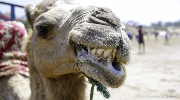 Met this friendly local on the beach.