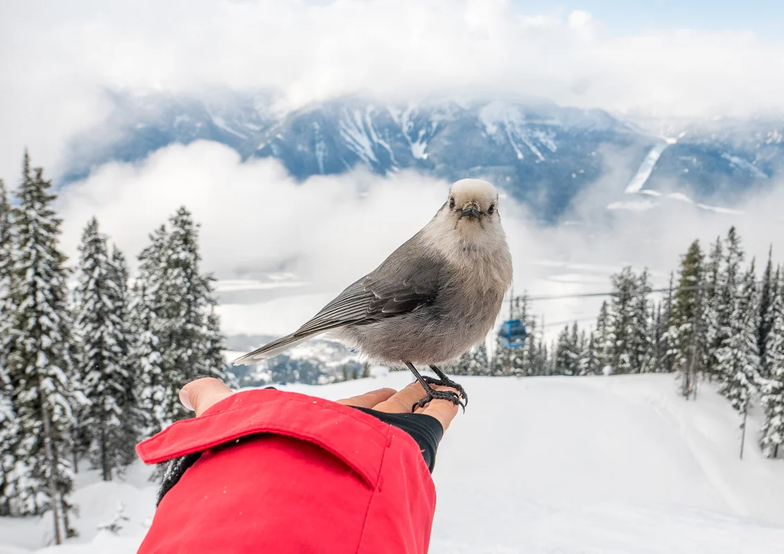 A friendly Whiskey Jack bird at Revelstoke, BC. Photo: Pete Oswald