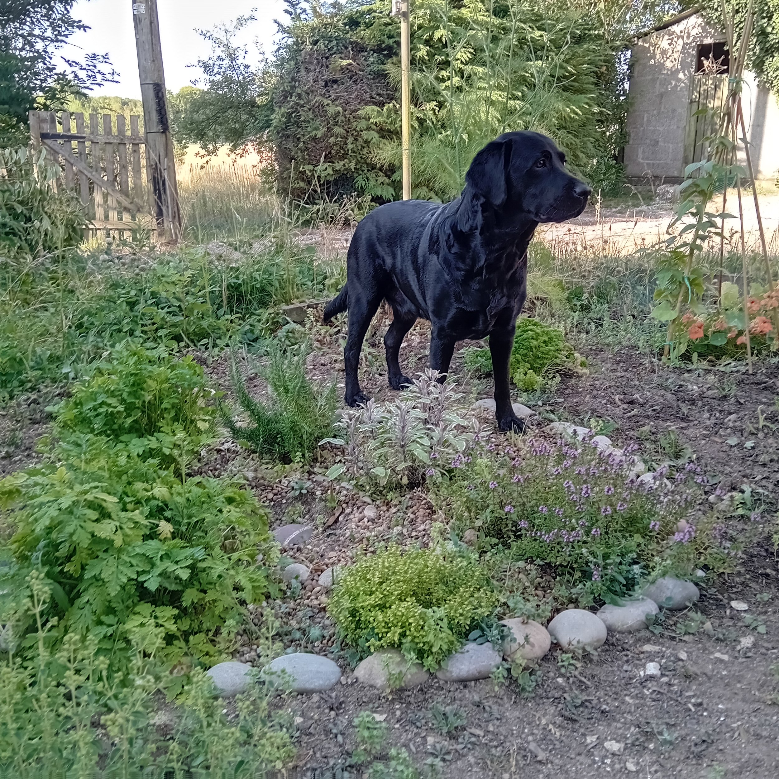 Violet in the herbs.jpg