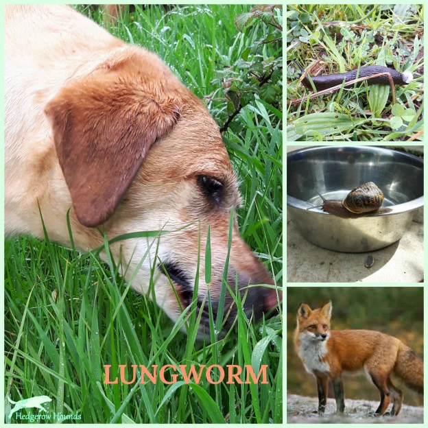 Be Lungworm Aware