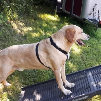 Teaching Your Dog to Use a Car Ramp.