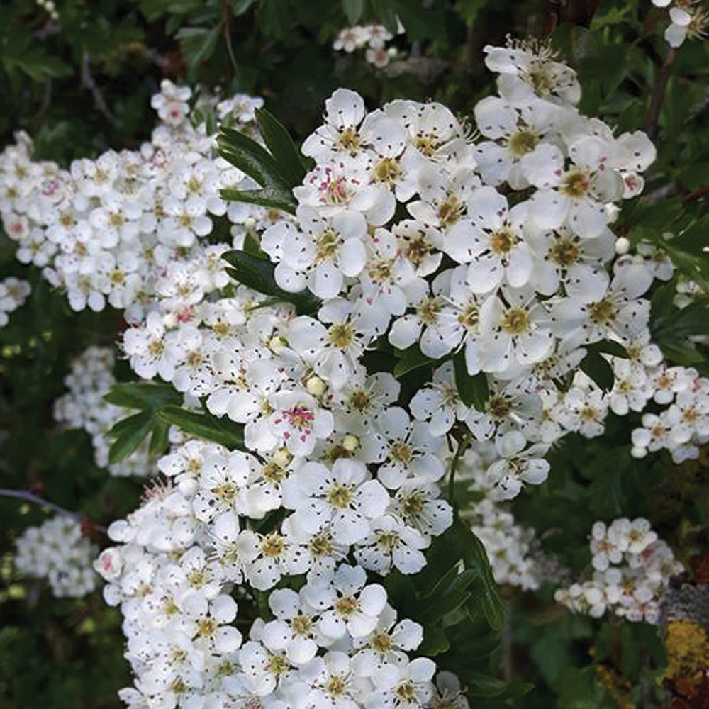 Hawthorn