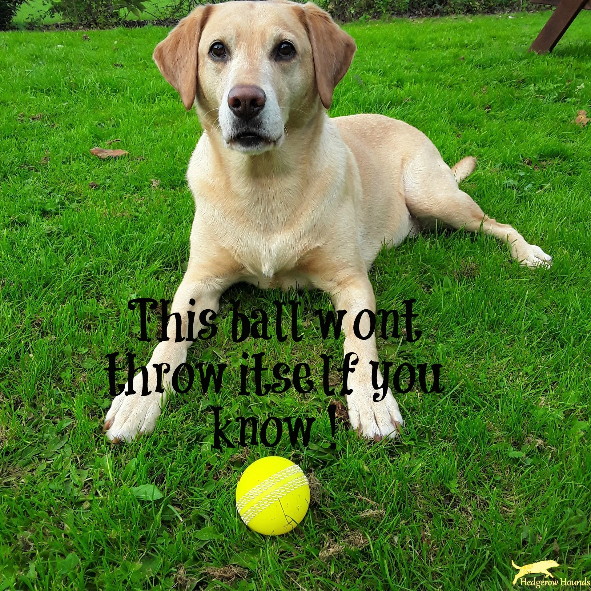 LAMENESS AND REPETITIVE STRAIN IN DOGS  