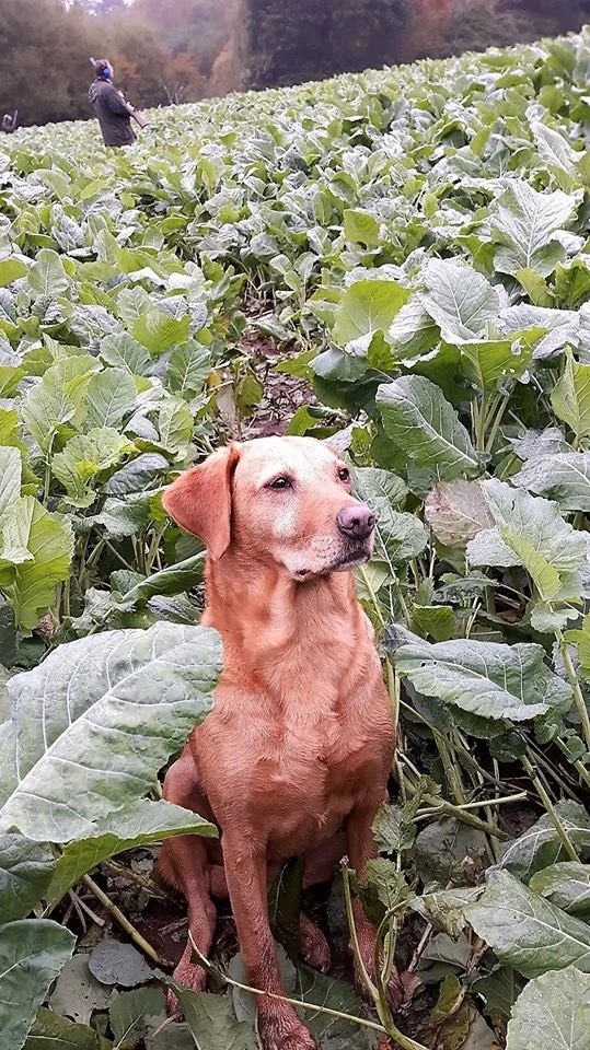 Natural First Aid Kit for Dogs &amp; Horses 