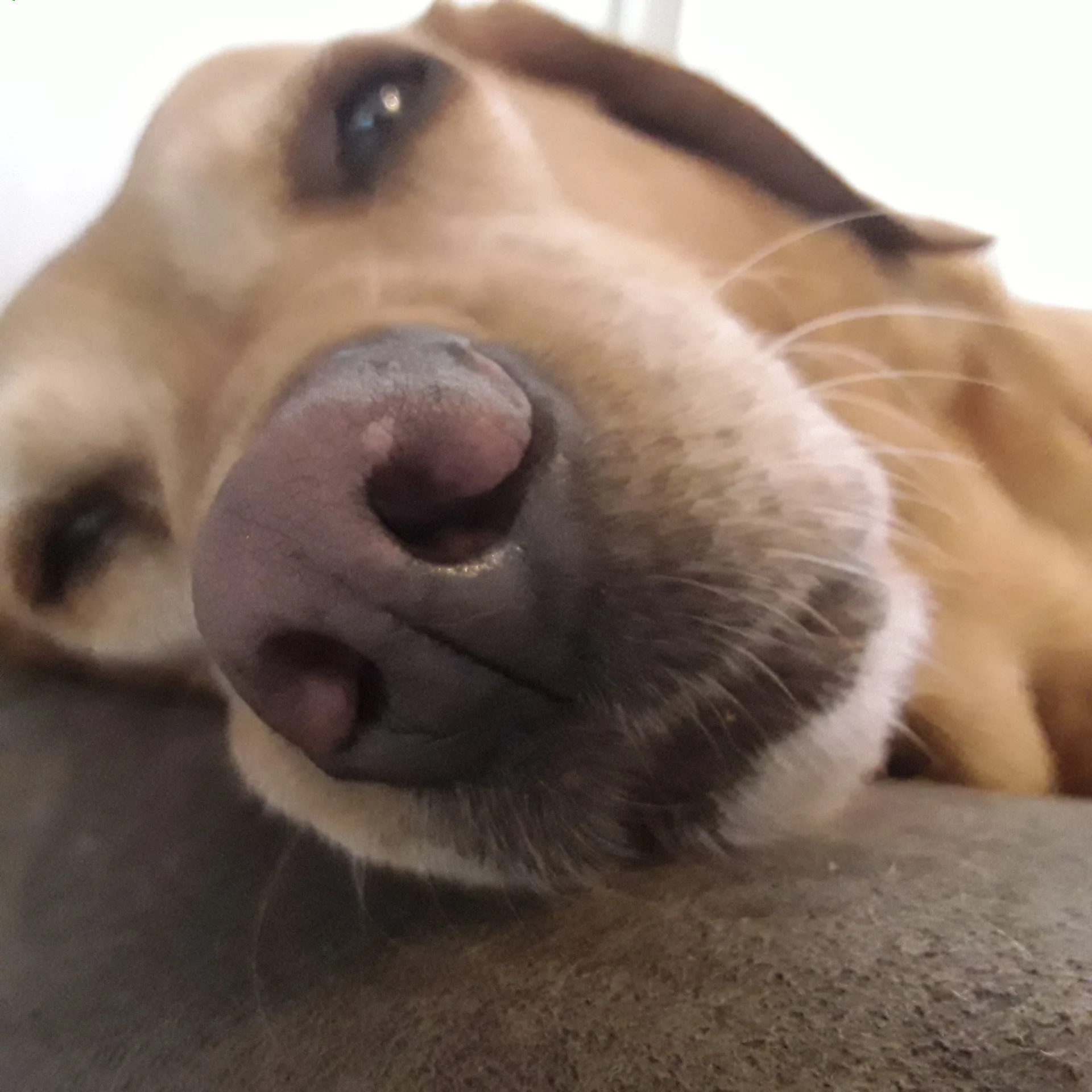 The Dogs Nose and it`s extraordinary powers! 