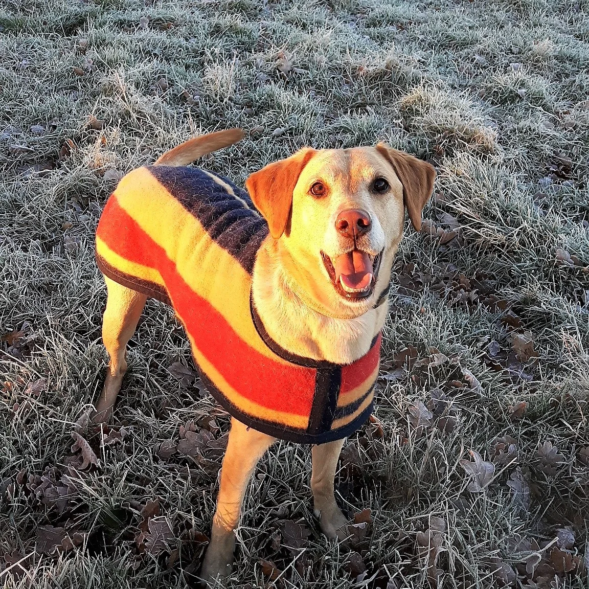  Walking your Dog in Winter  