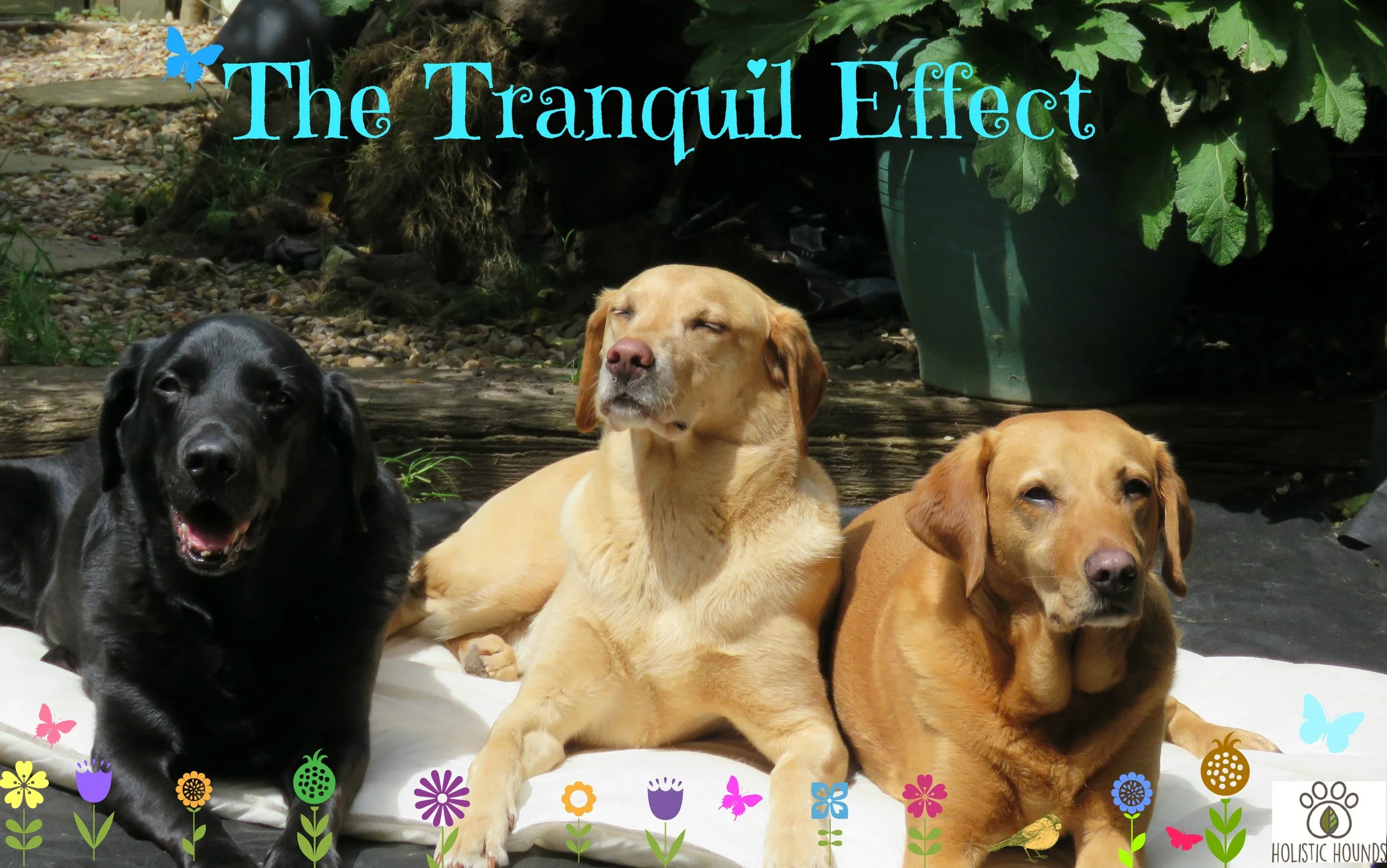 TRANQUIL EFFECT.jpg