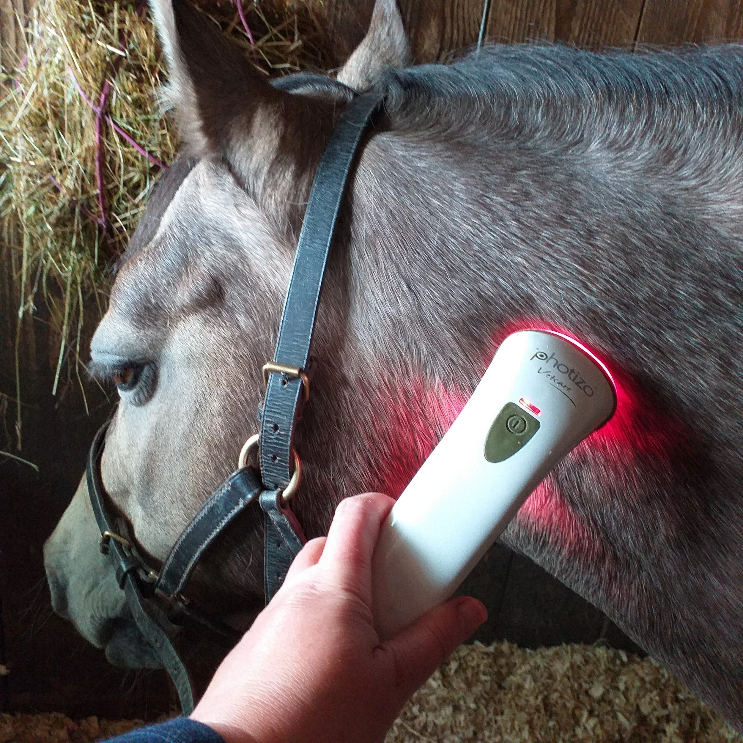 Photizo LED Light Therapy Device — Hedgerow Hounds Holistic Dog
