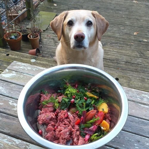 Feeding your Dog during the Coronavirus