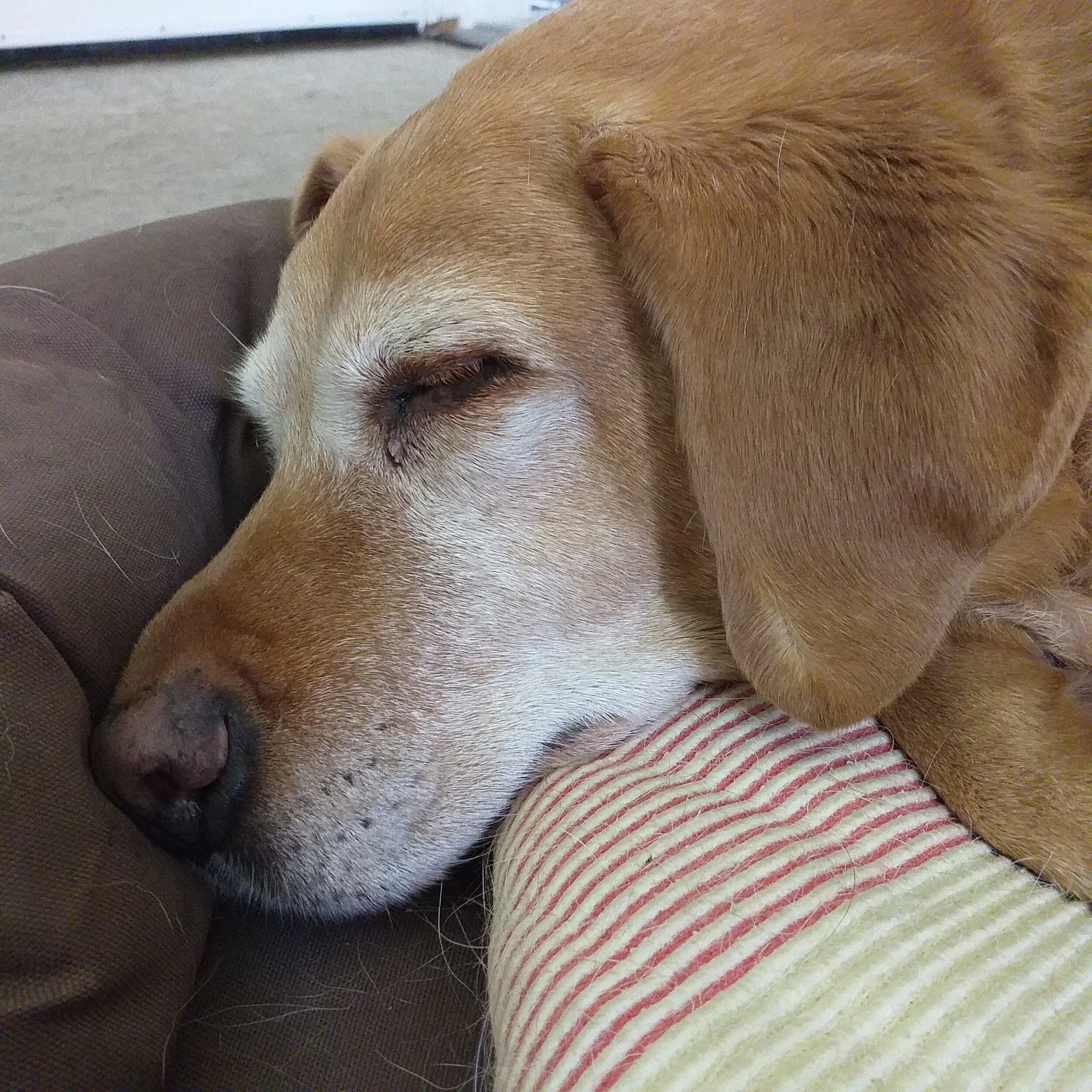 Holistic Care of your Senior Dog 