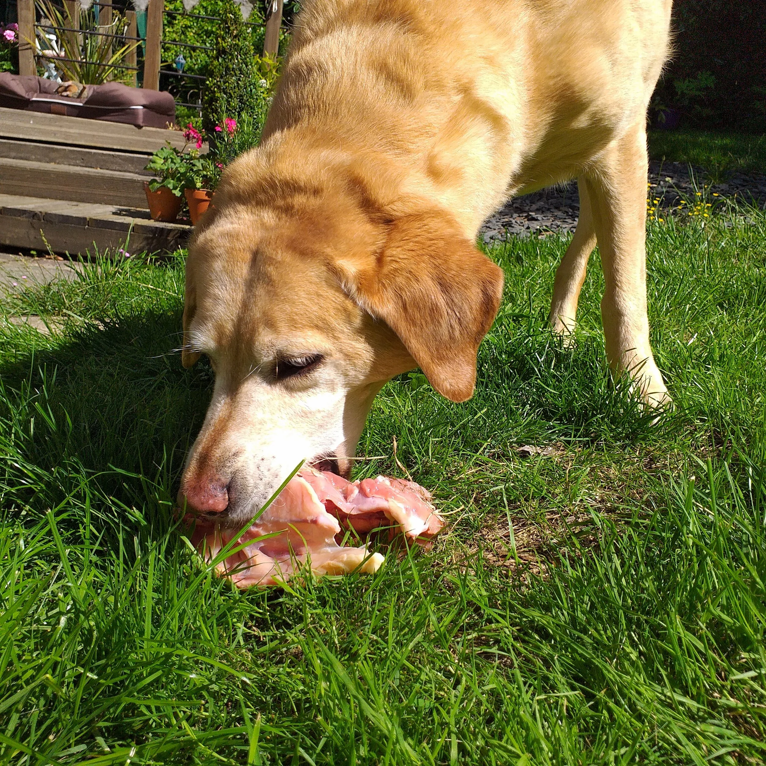 Edible bones, such as this raw chicken carcass, go towards the daily bone ration and are the ideal starter bone for pups, young dogs and beginners. They are soft, flexible and contain a lot of cartilage.