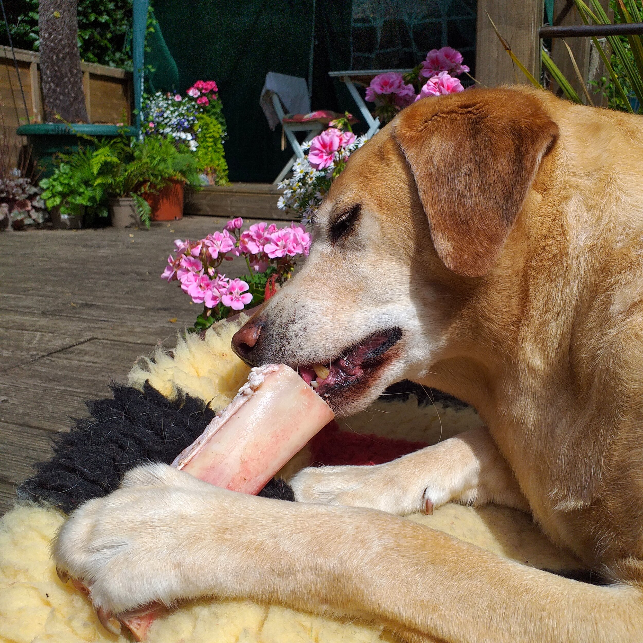 Recreational bones are for teeth cleaning and also release feel good hormones as the dog chews them. They are not included as bone content, as they are not consumed in one sitting.