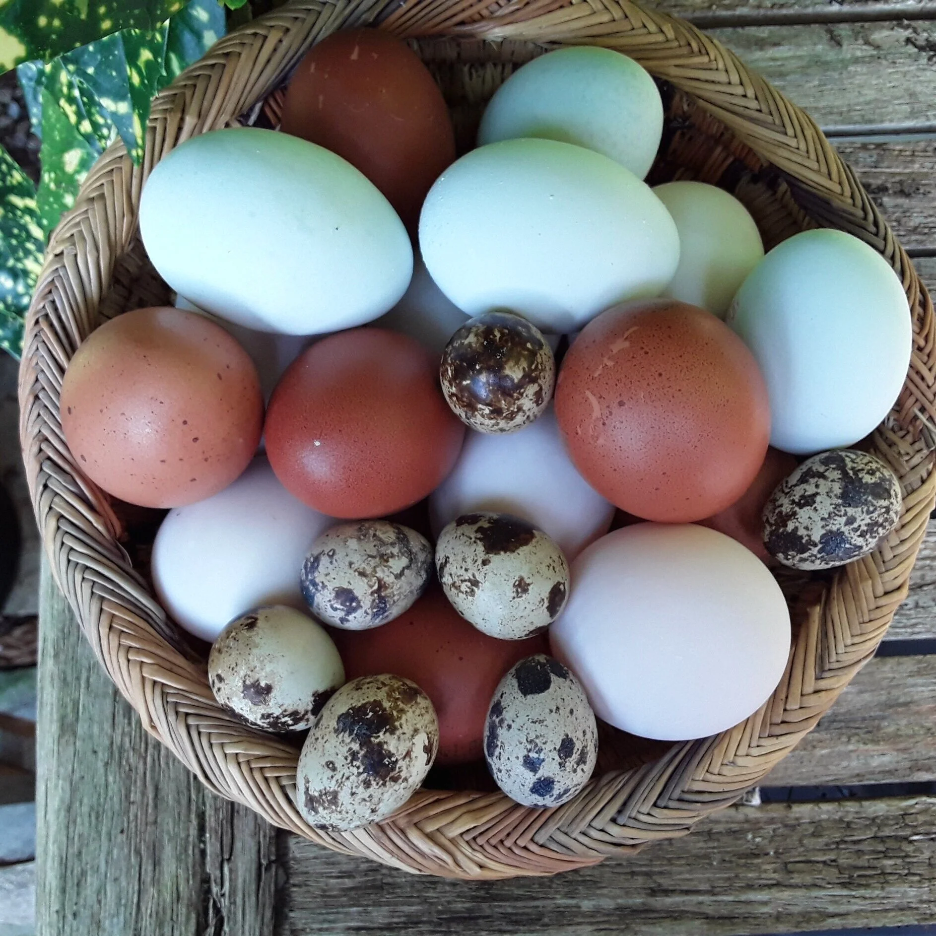 Eggs are great for our Dogs ! 