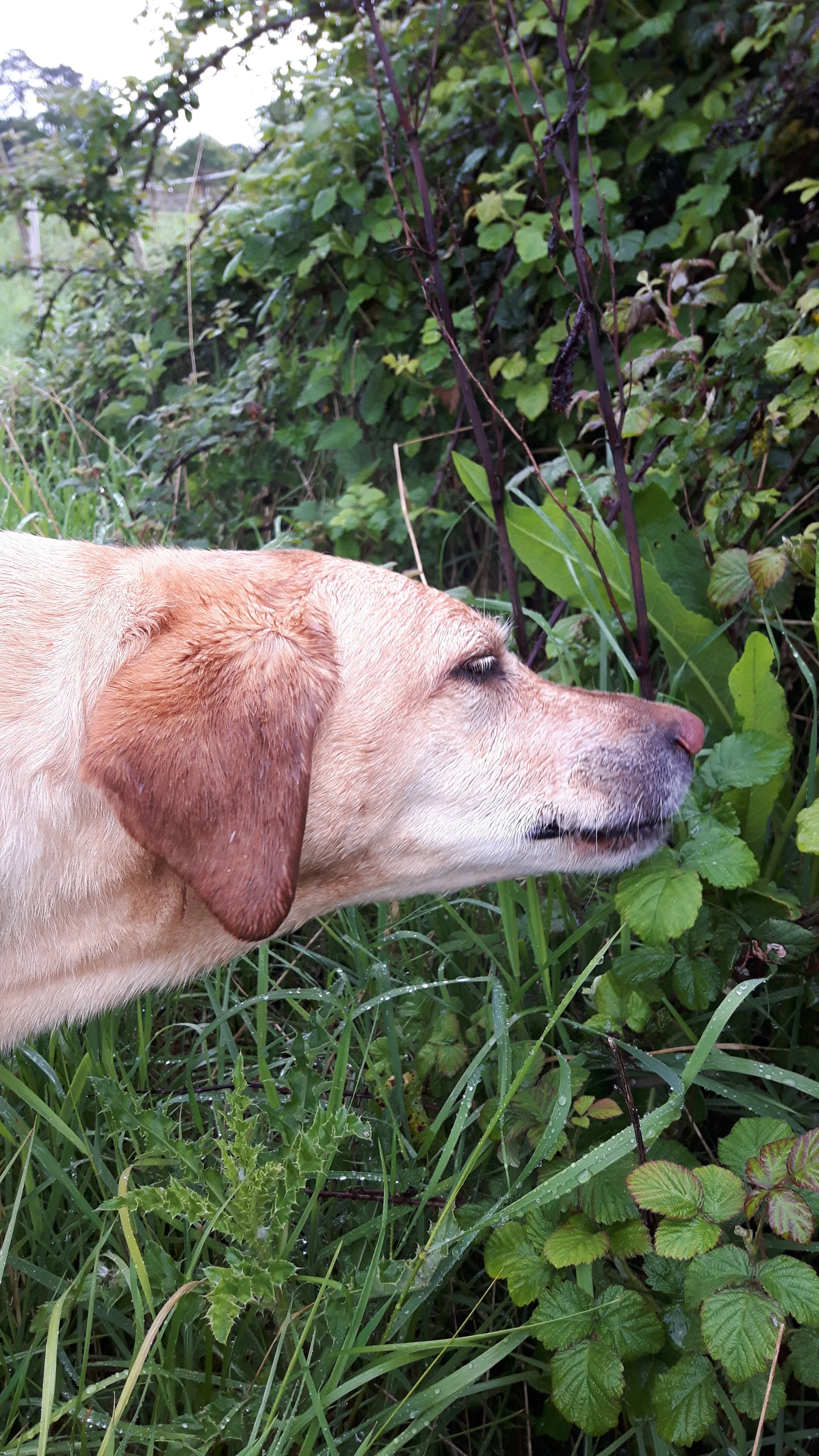 Why does my dog eat grass?