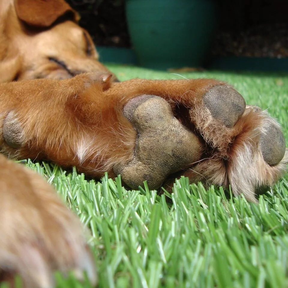 The Importance of Nail &amp; Paw Care in Dogs