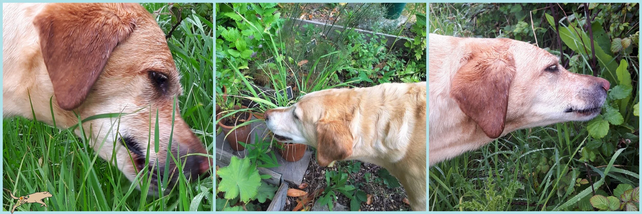 can i grow grass for my dog to eat