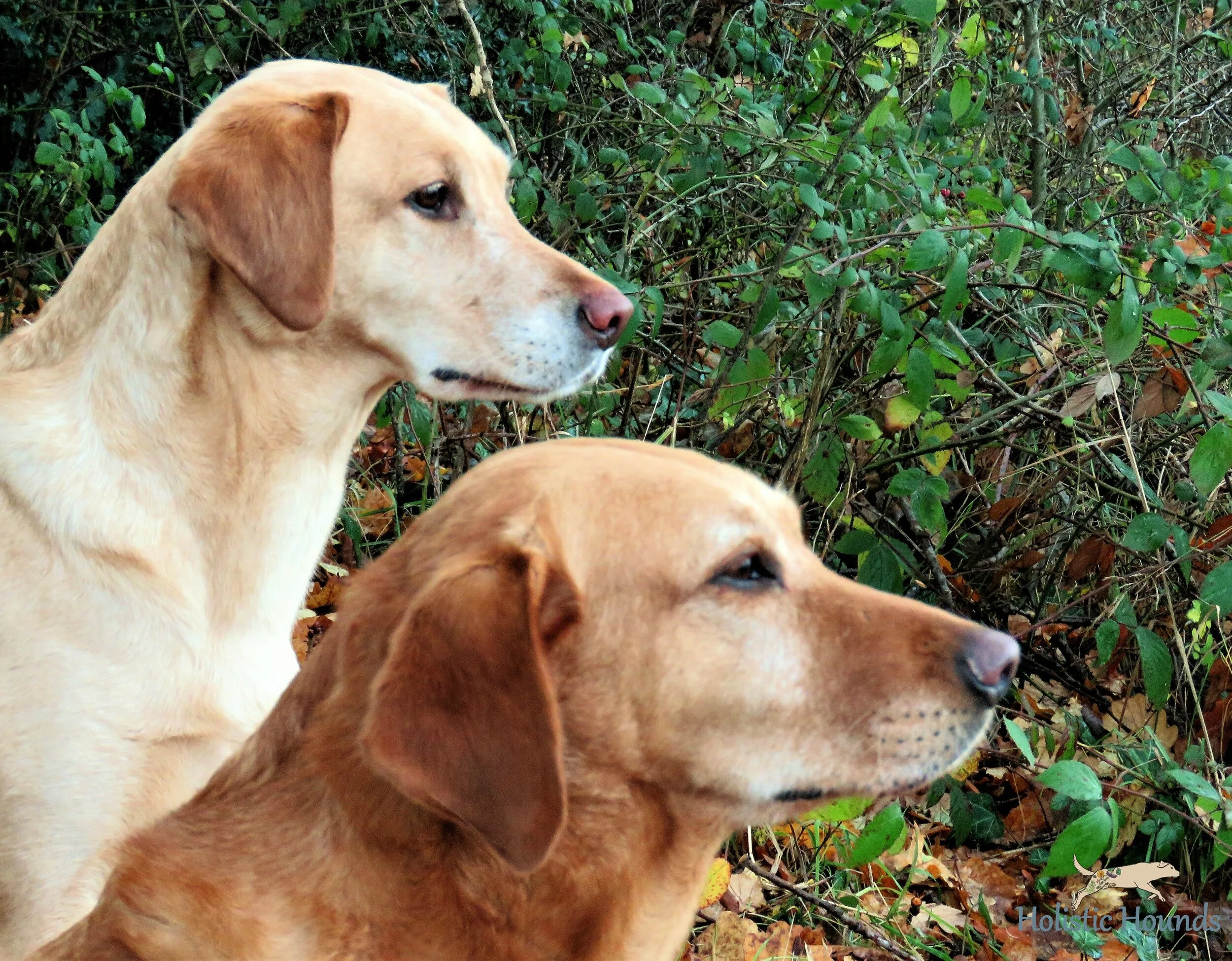 The Holistic Approach to Dog Worming 