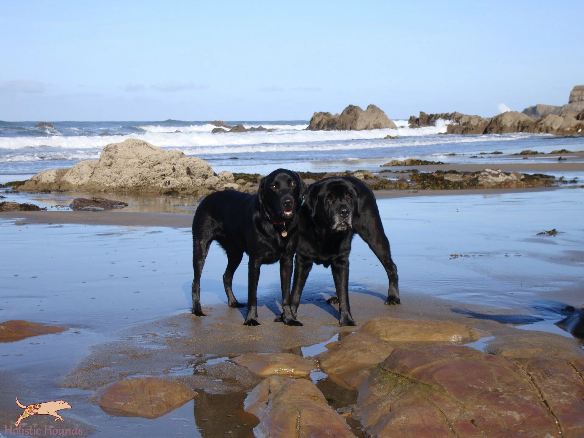 Taking your Dog on Holiday 