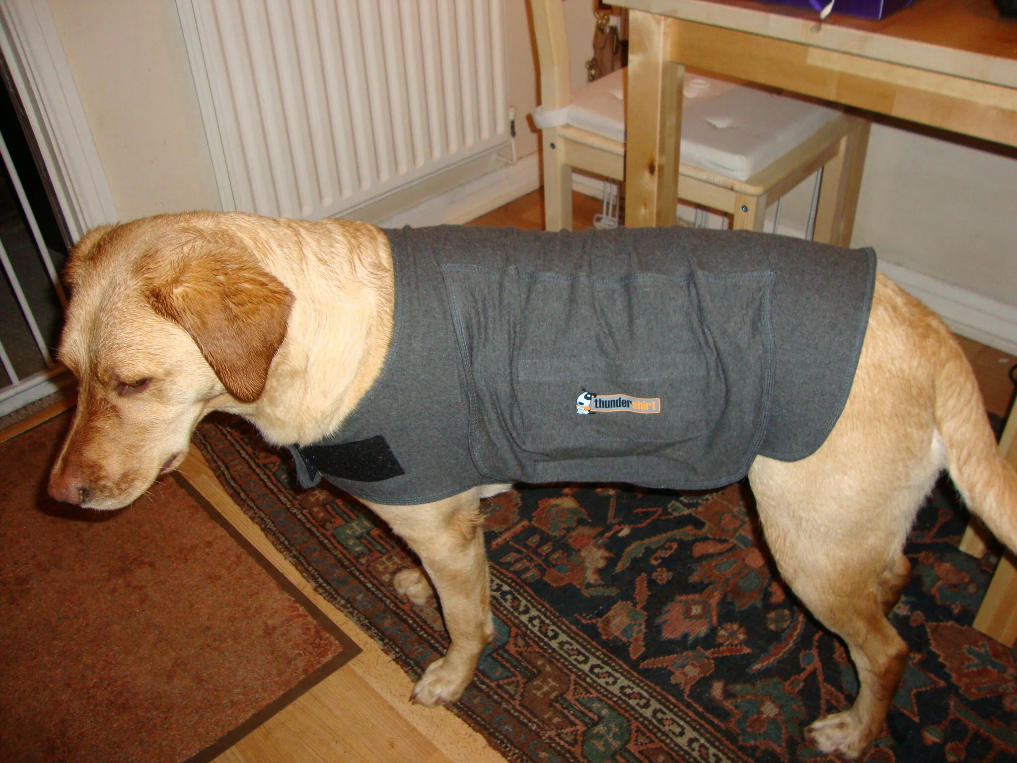 Anti Anxiety Ace Bandage Wrap Dog Anxiety Anti Anxiety Wrap For