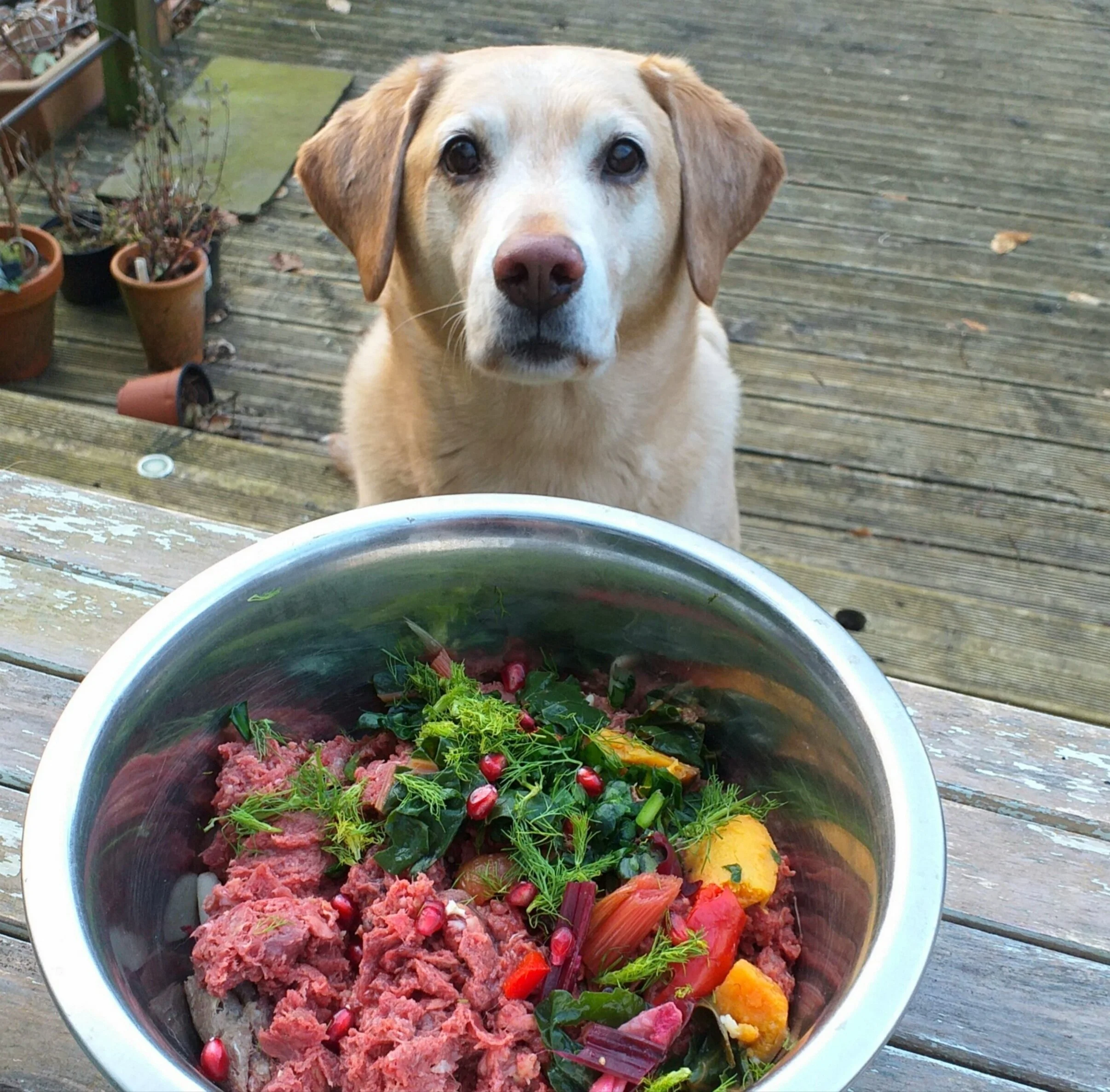 Styles of Raw Feeding 