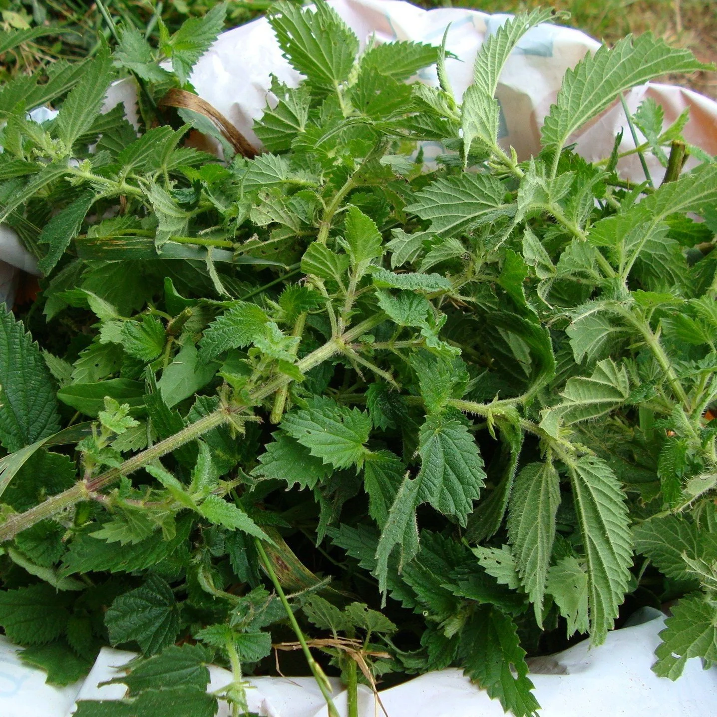 Top 5 Herbs for Your Dog 