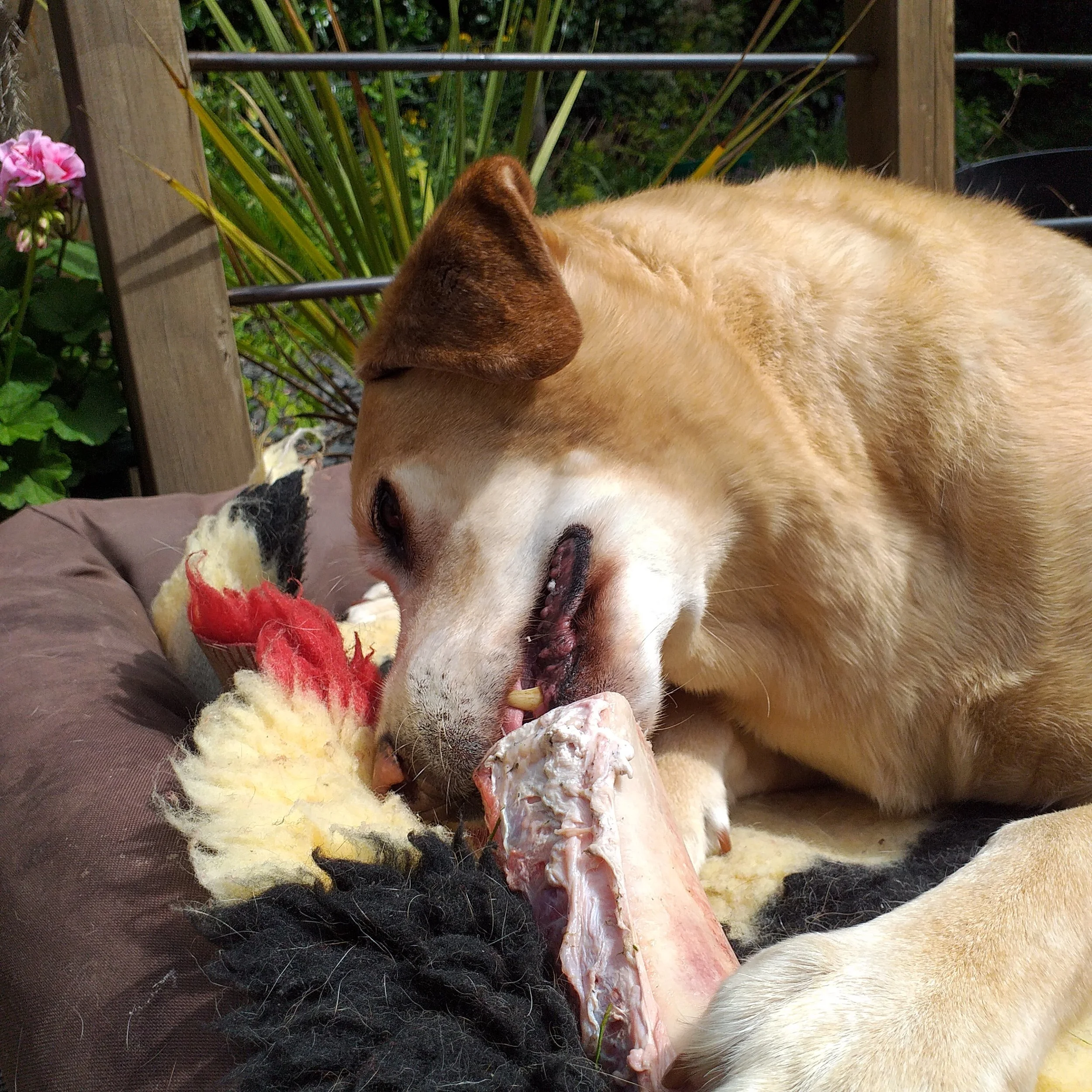 A Dogs Digestive System- Immunity, Emotions and Microbiome