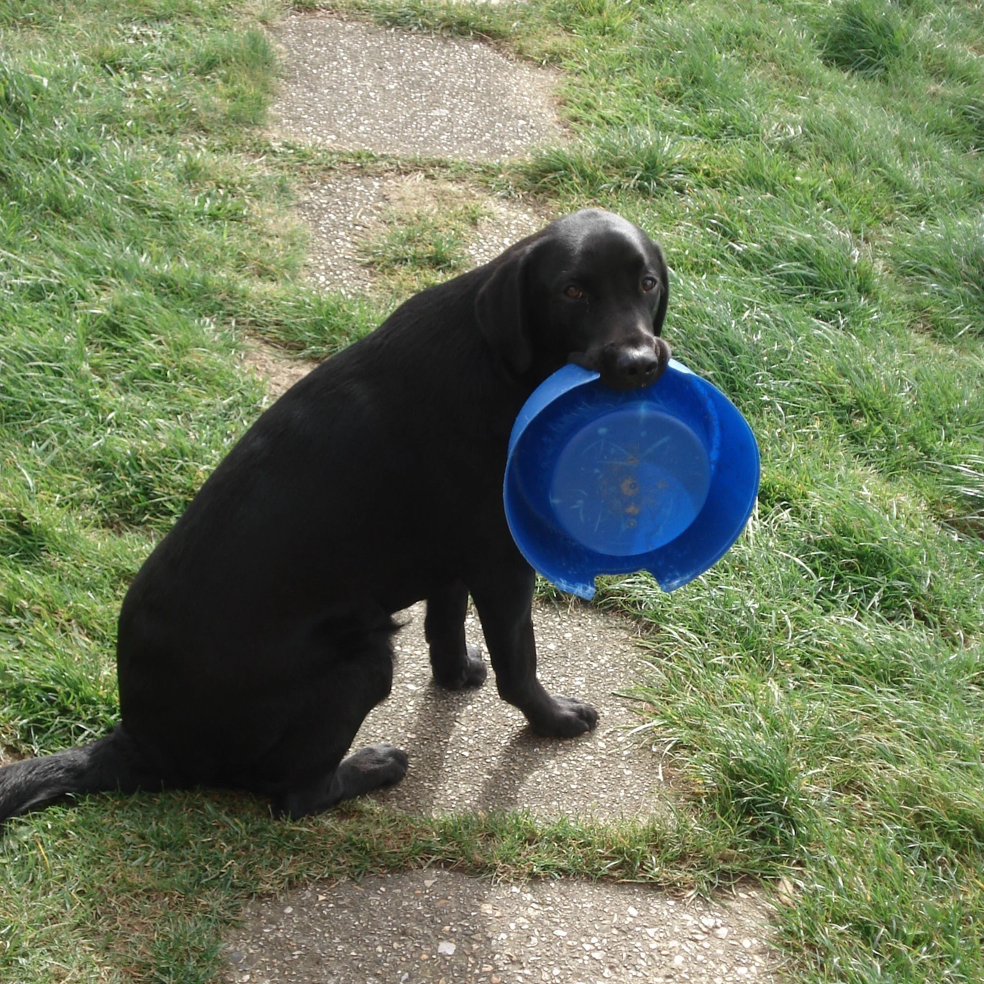 Is Your Dog a Fussy Eater? 