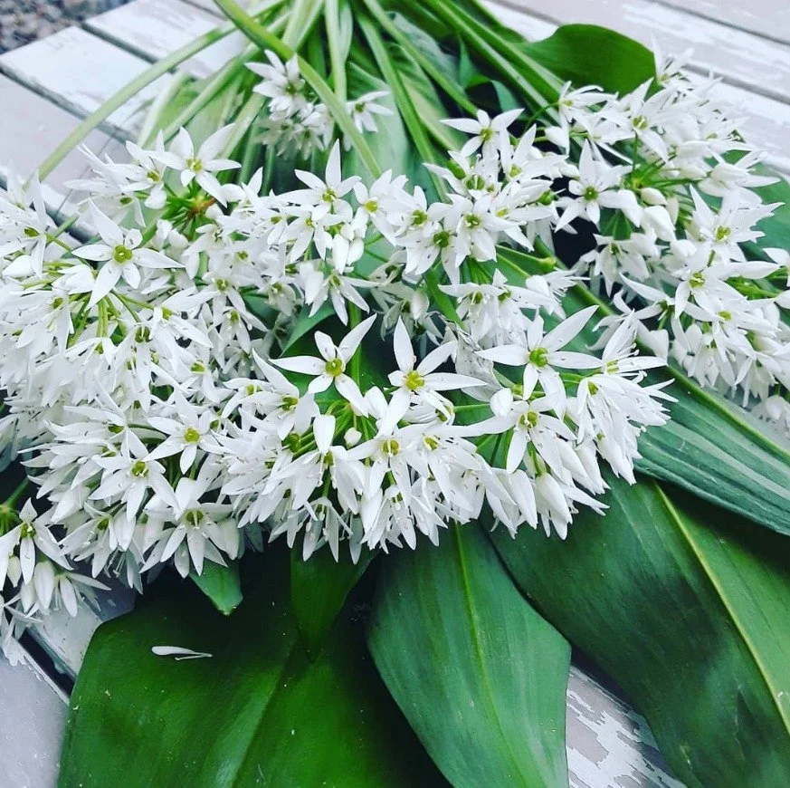 WILD GARLIC,  IDENTIFYING &amp; FORAGING