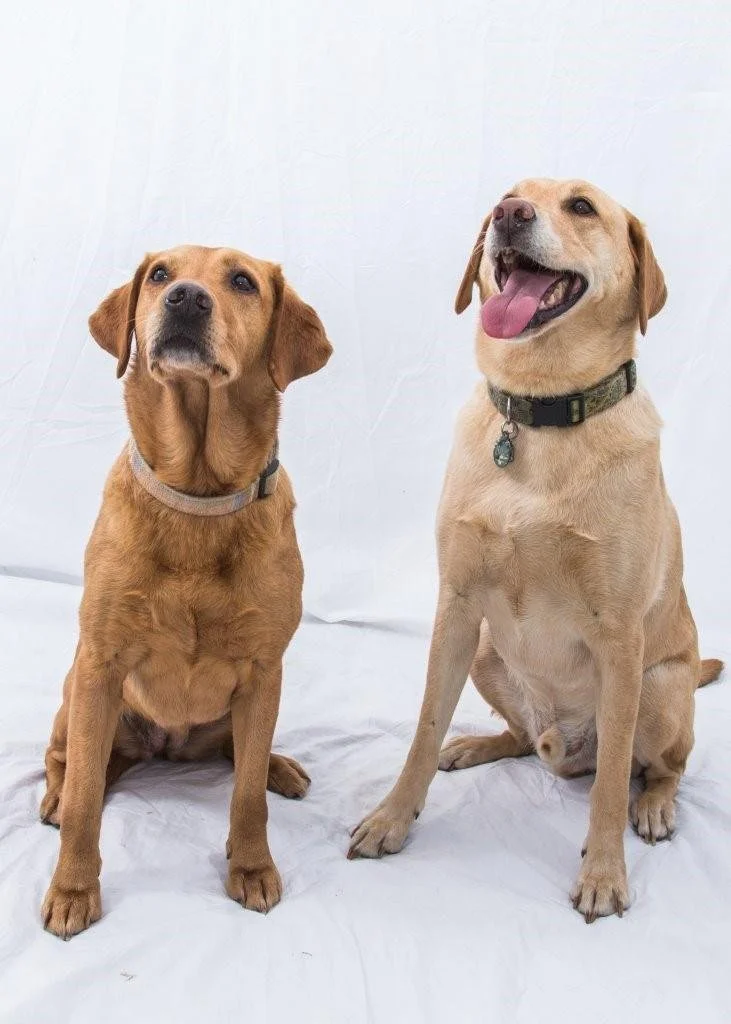 Holistic Dog Care Consultation 
