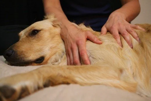 Retriever+massage.jpg