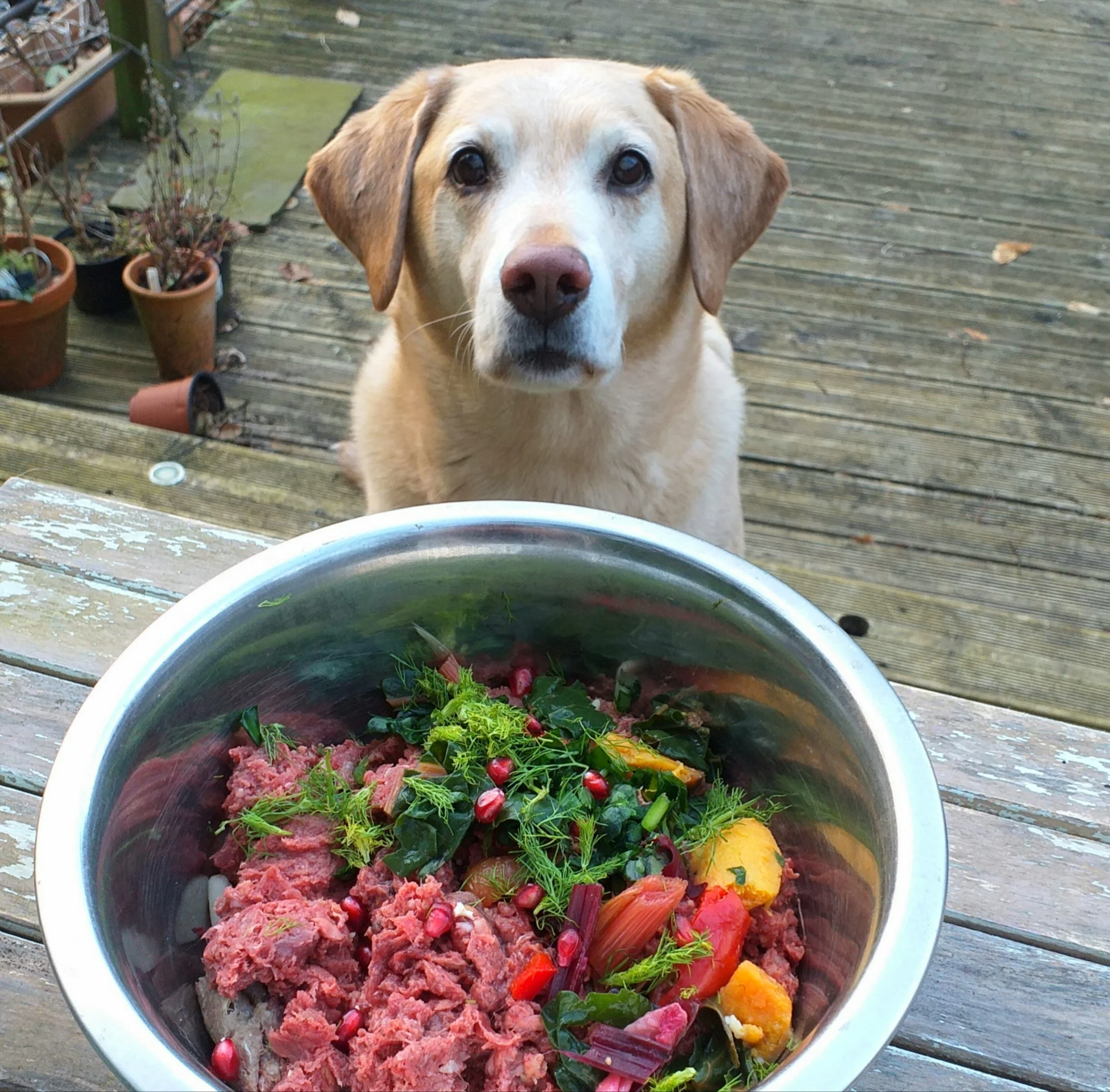 Raw meals.jpg