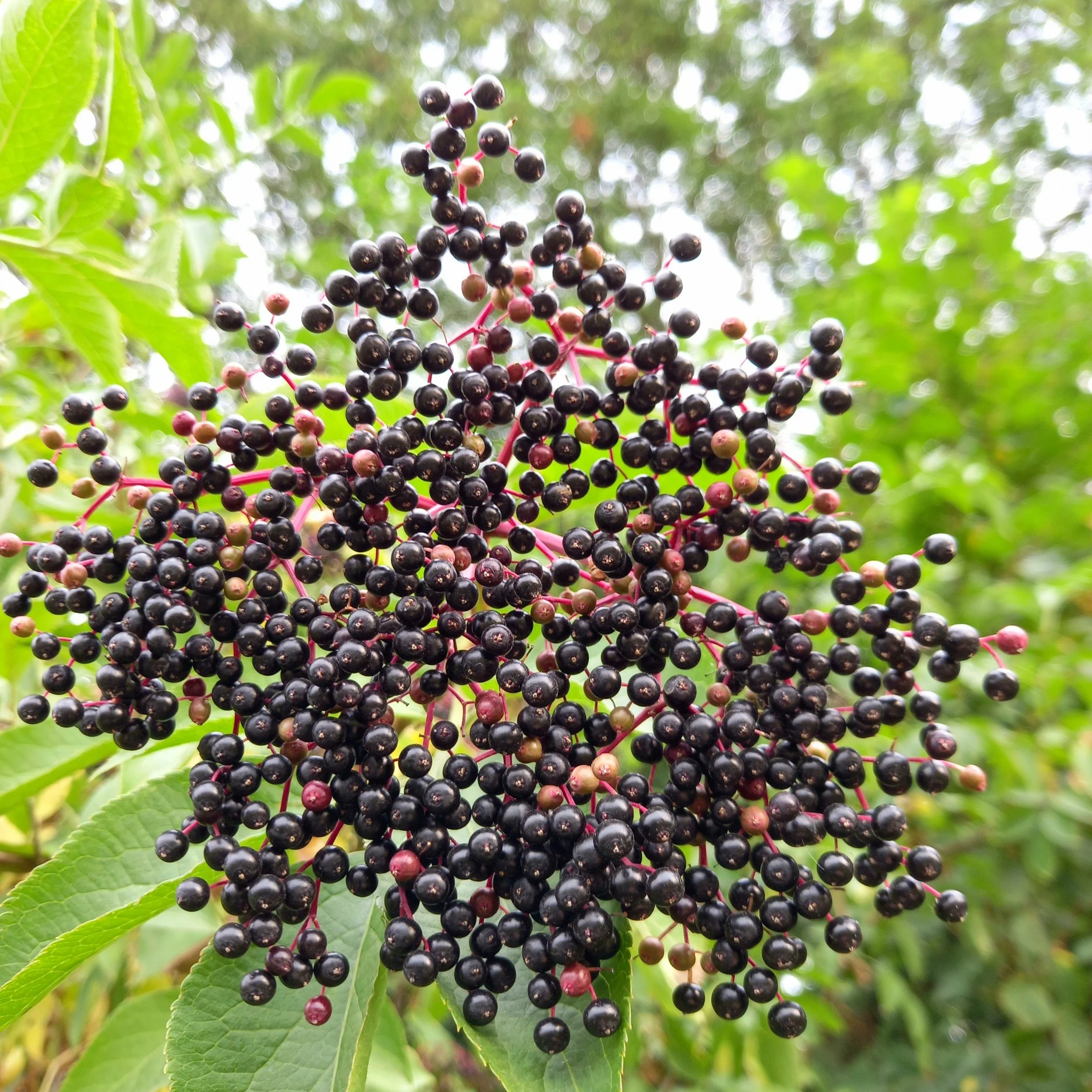 Elderberry Recipes