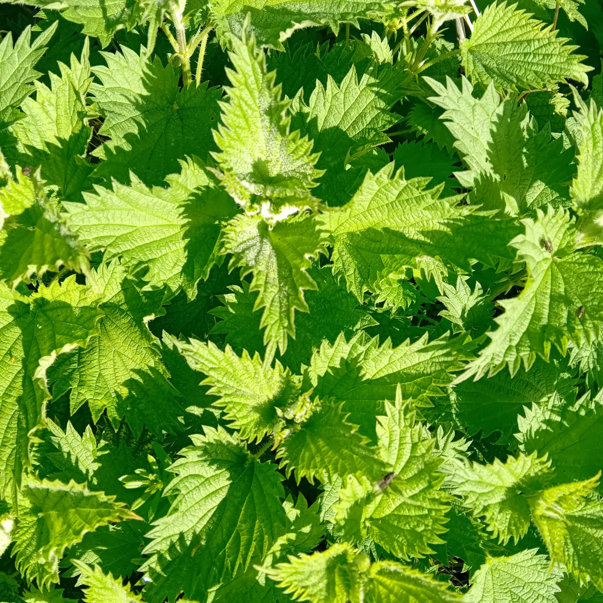 The Stinging Nettle 