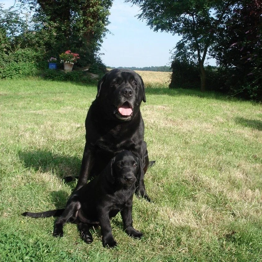 Gut Health, Immunity and Microbiome 