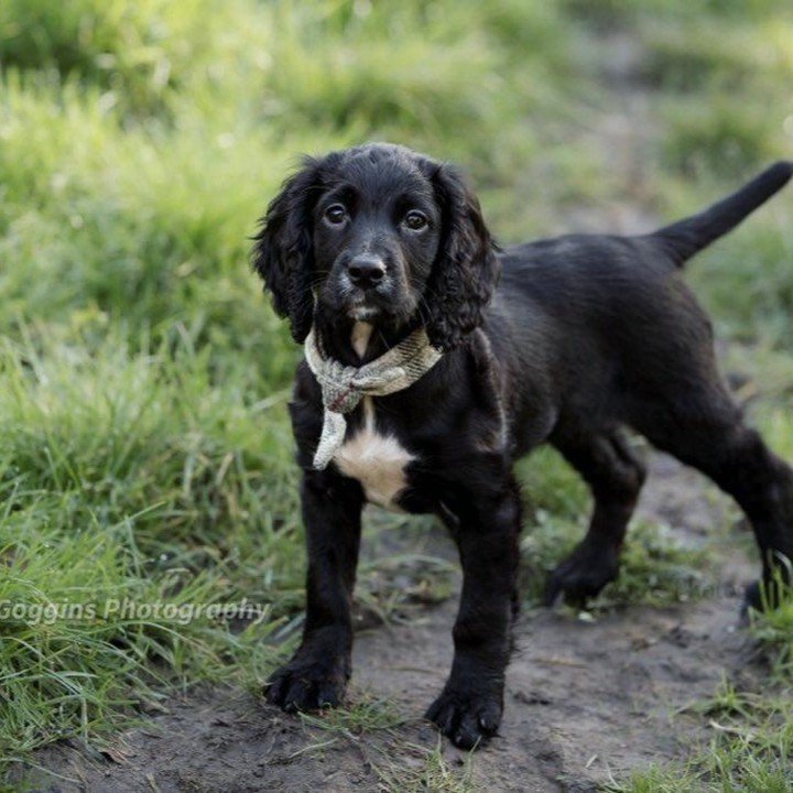 Can I feed my puppy Natures Bounty to naturally repel fleas and ticks? Well yes absolutely, as long as they have reached 10 weeks of age then it`s a great way to effectively repel unwanted critters whilst dramatically cutting down the amount of chemi