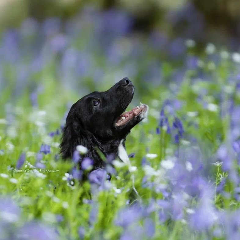 Are the bluebells in flower where you are?
Photography by @gemma_goggins_photography starring cocker pup Ghille 💙