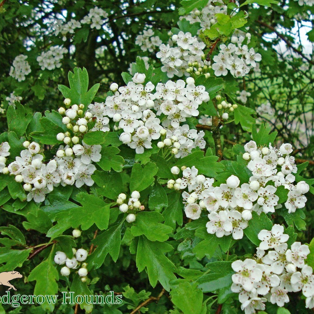 Happy Beltane. Here is a link to the blog I wrote for @thecam4animals all about the queen of the Hedgerow, Hawthorn. It is a gift from nature that just keeps on giving, all through the year. 
https://cam4animals.co.uk/healing-hawthorn/