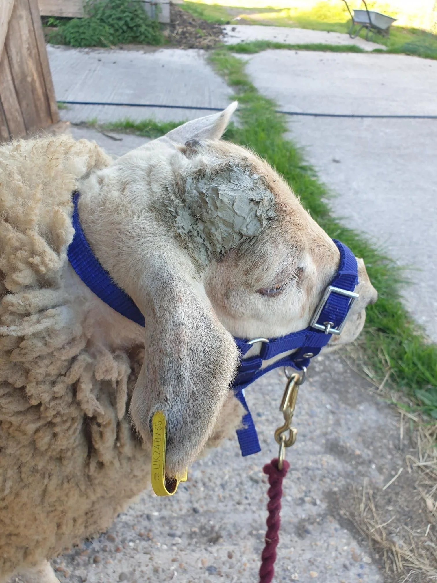 charlie+sheep.jpg