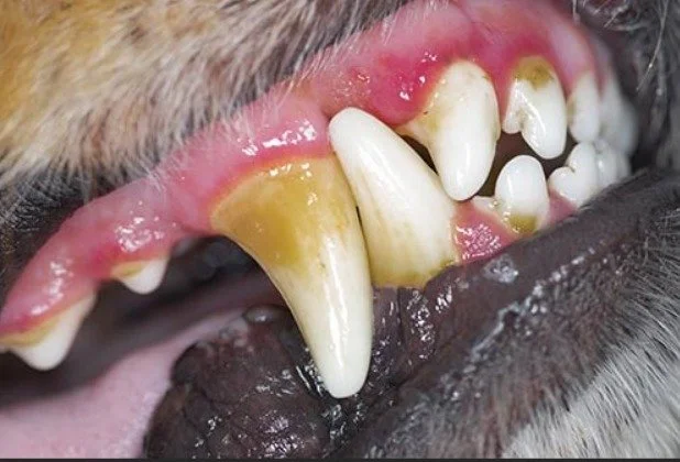 Your Dogs Dental Health 