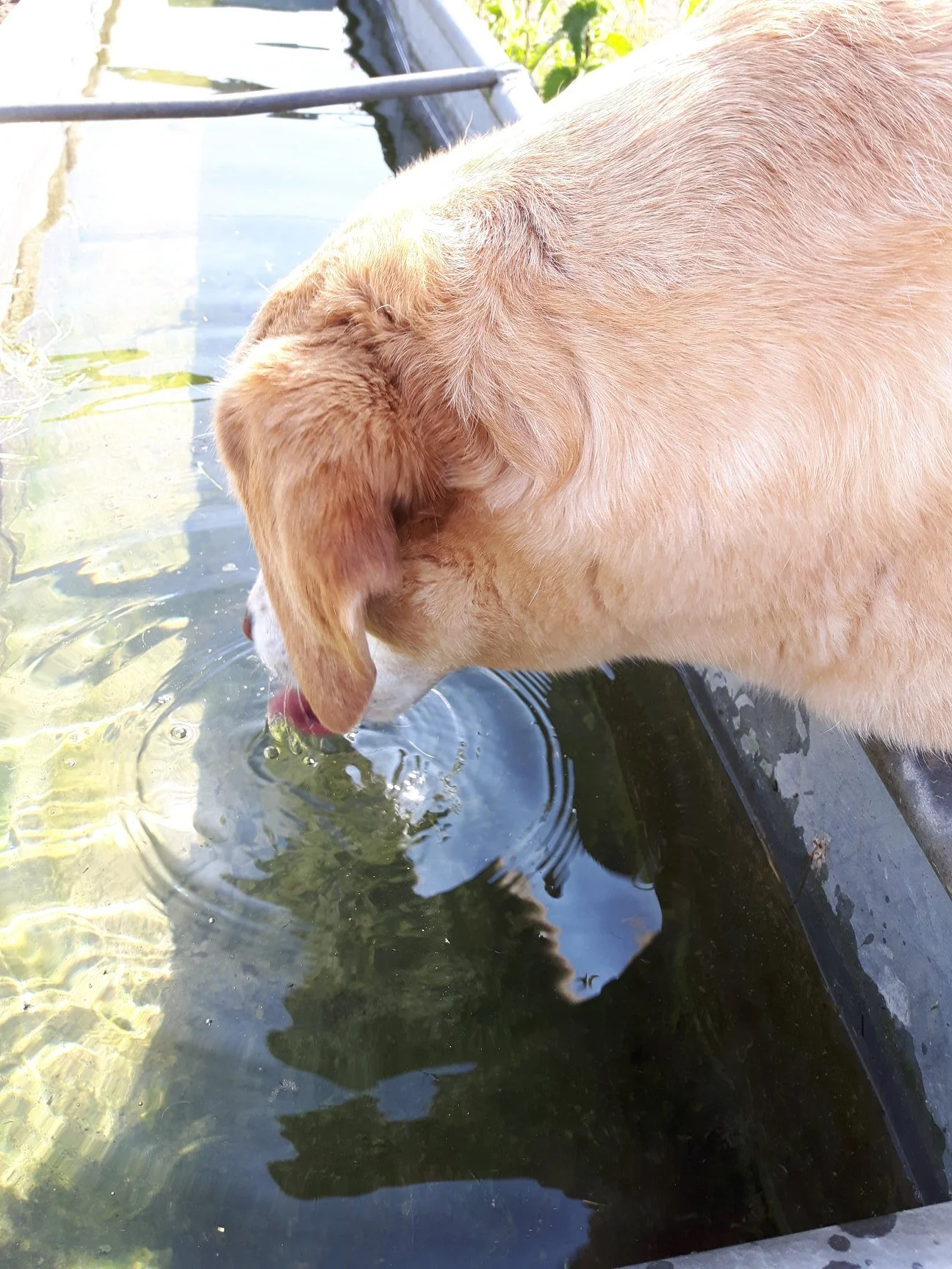 The Importance of Water to your Dogs Health
