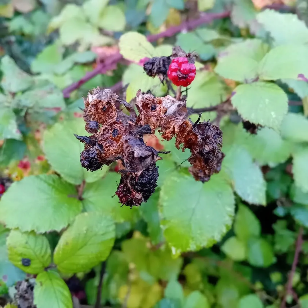 This is probably the last weekend for picking blackberries before Michelmas Day. In folk lore, it is believed that the Devil was  thrown out of heaven on this day and landed in a blackberry bush. He was so furious that he spat on all the berries and 