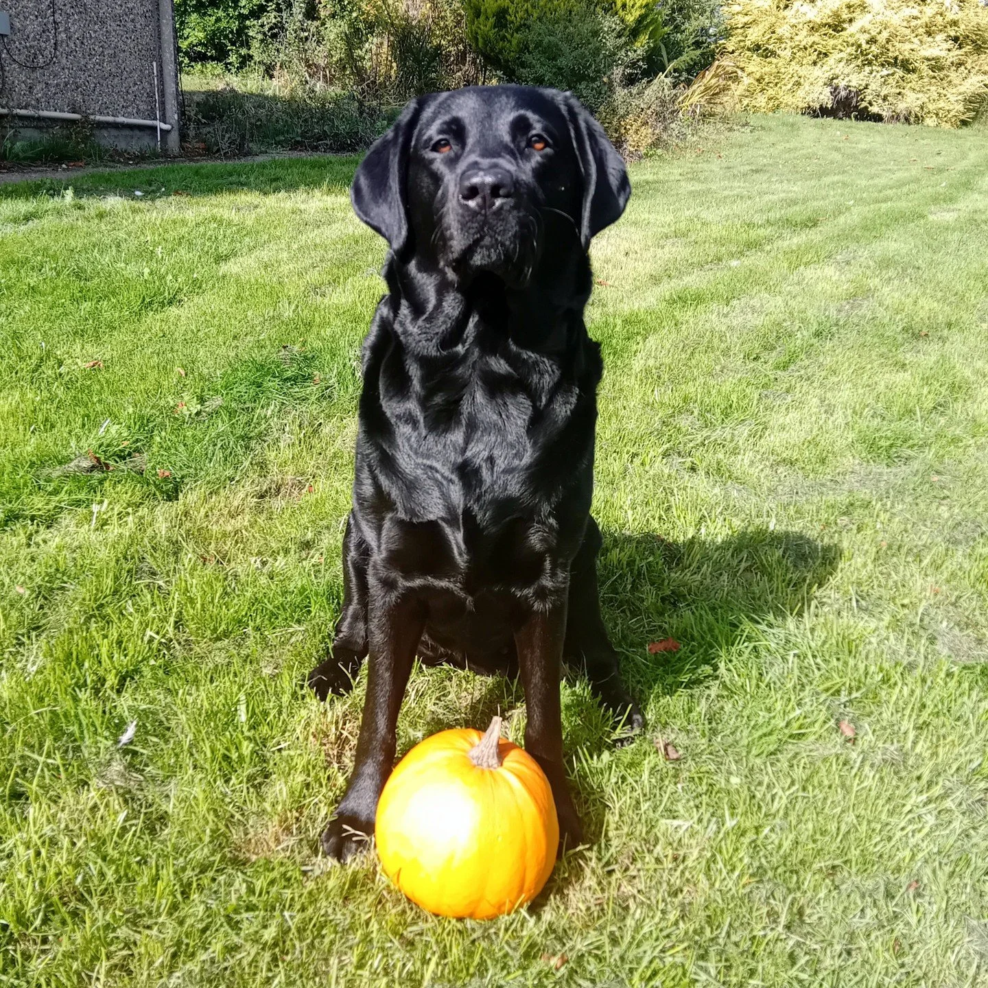 It`s pumpkin season 🎃 
They are everywhere, and the cheapest they`ll be all year. This one was &pound;1.85 from the local farm shop.
So, it is the perfect time to make some pumpkin puree for your dog and store some in the freezer for the dodgy tummy