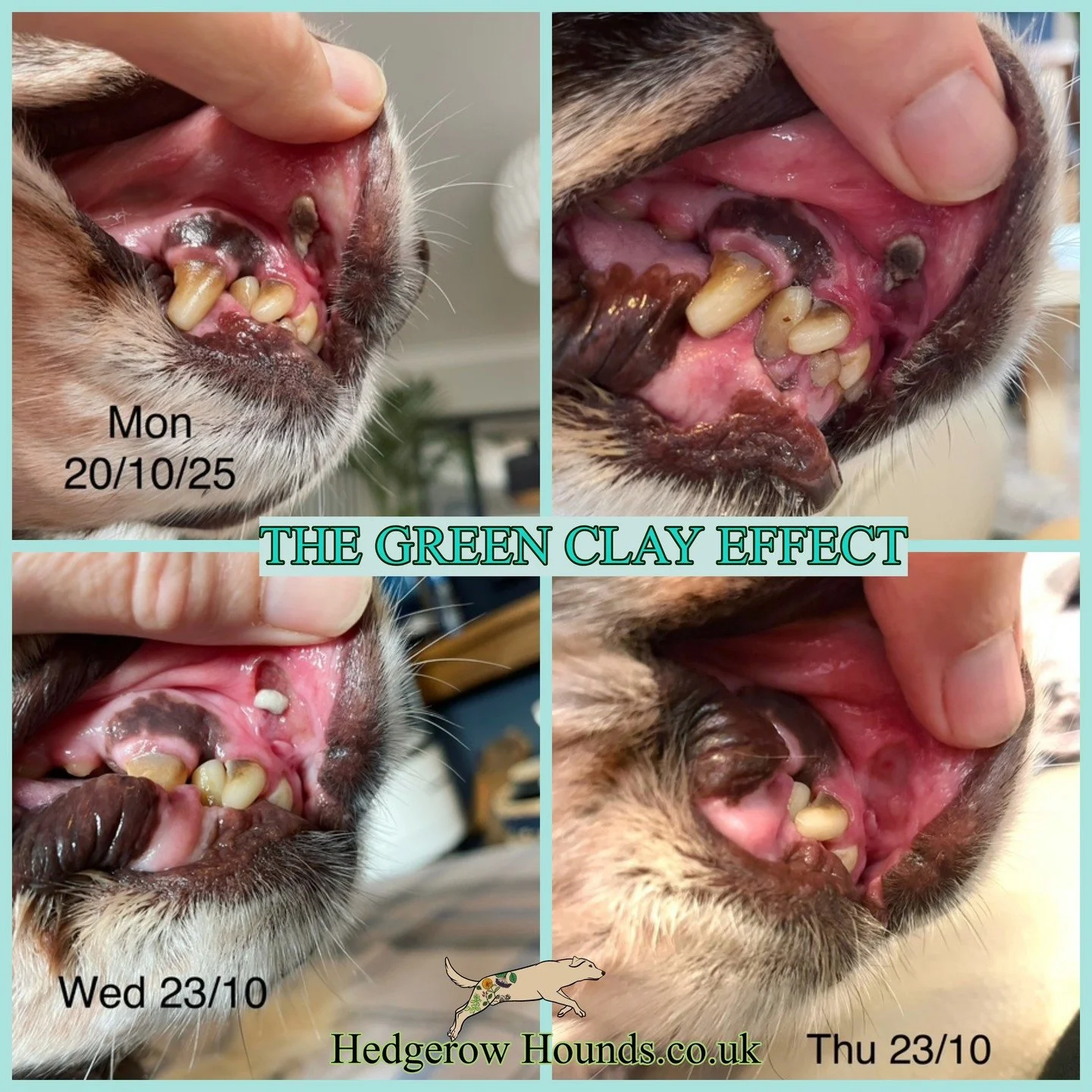 I was contacted by a customer about her 15-year-old dog called Jess. 
Jess has suffered from necrotic mouth ulcers for around 7 years. Despite many vet visits and a specialist consultation, they could never get to the cause or come up with an effecti