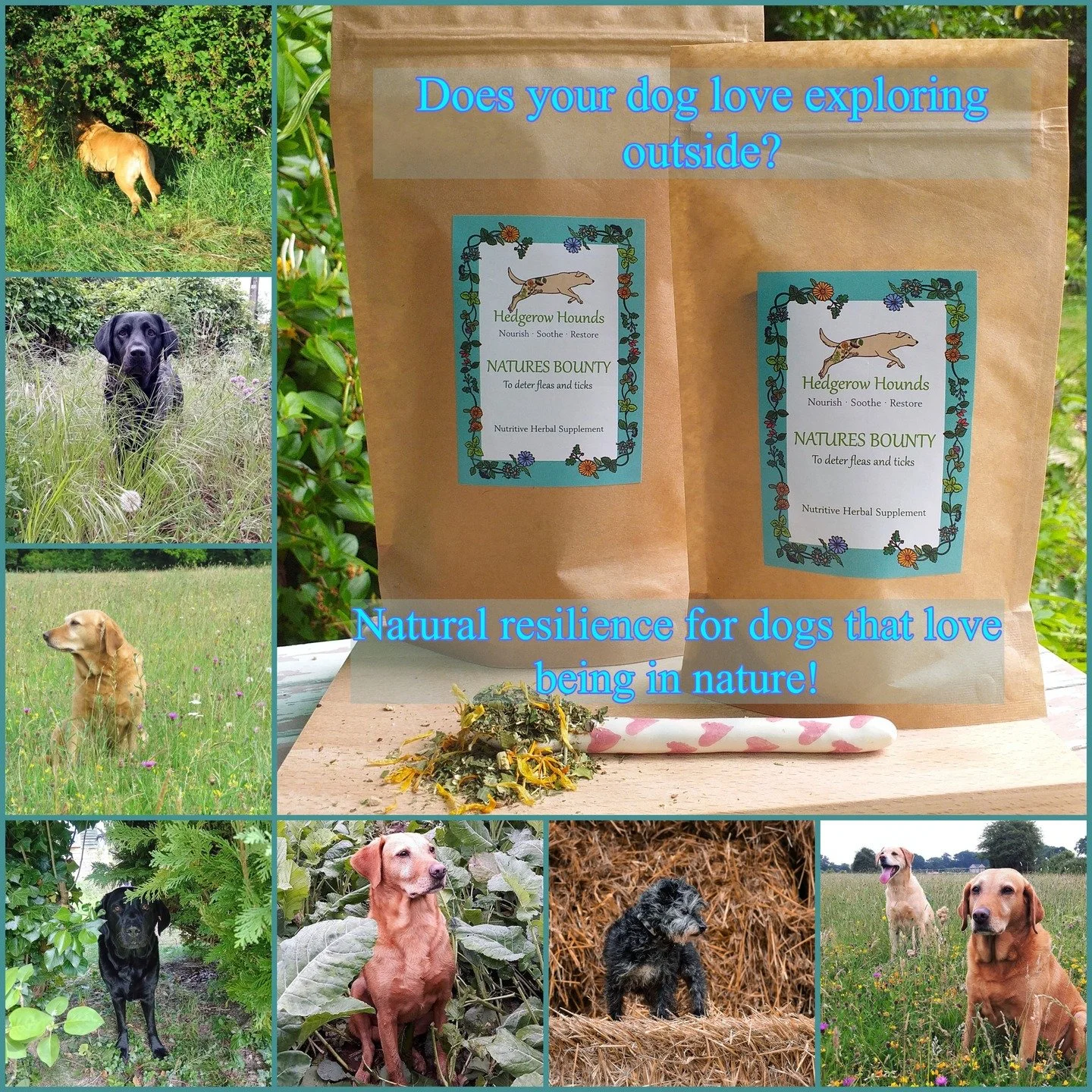 Now is the time to prepare your dog for the perils of walking in woodland, meadows and long grass. Starting early in the year gives the herbs a head start to be fully in the system before the weather warms up and critters become active. 
💙Please be 