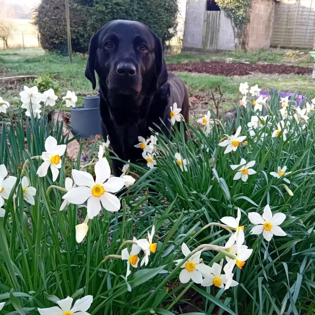 After a long and gloomy winter, we are back in the garden, and work has started to expand the canine enrichment space, plant a wild flower strip, and build an area to grow veg.