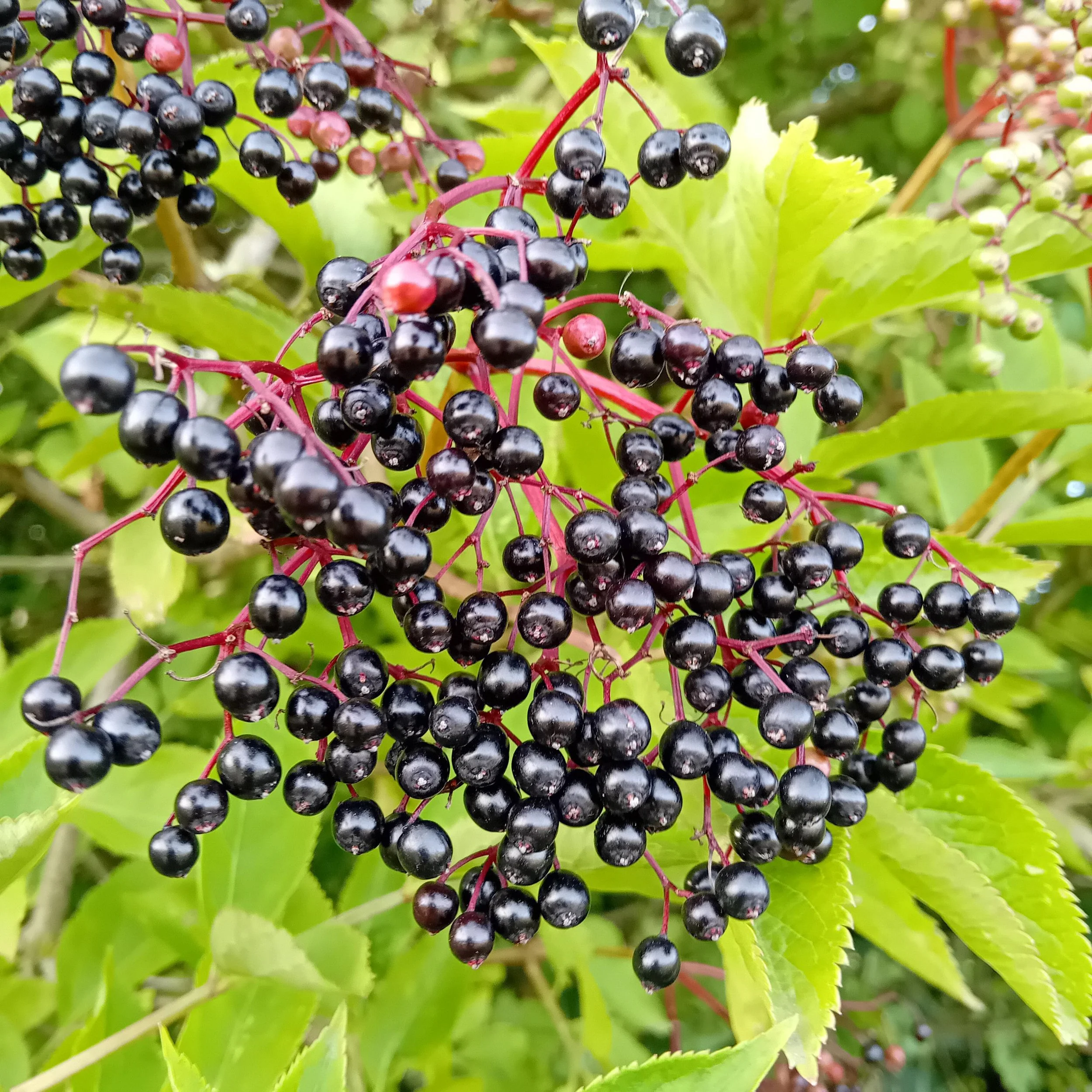 Elderberry Recipe