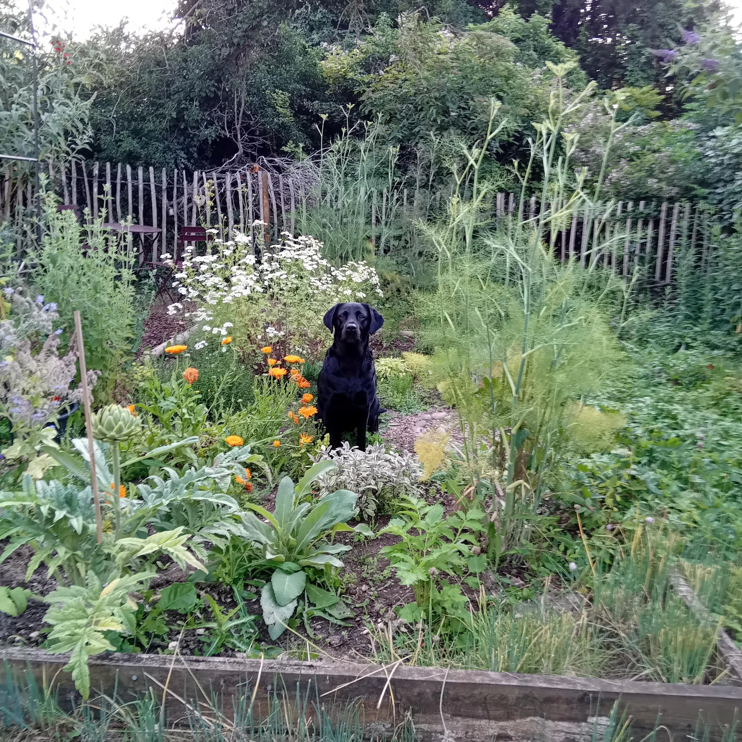 Which herbs are suitable for a dog friendly garden?