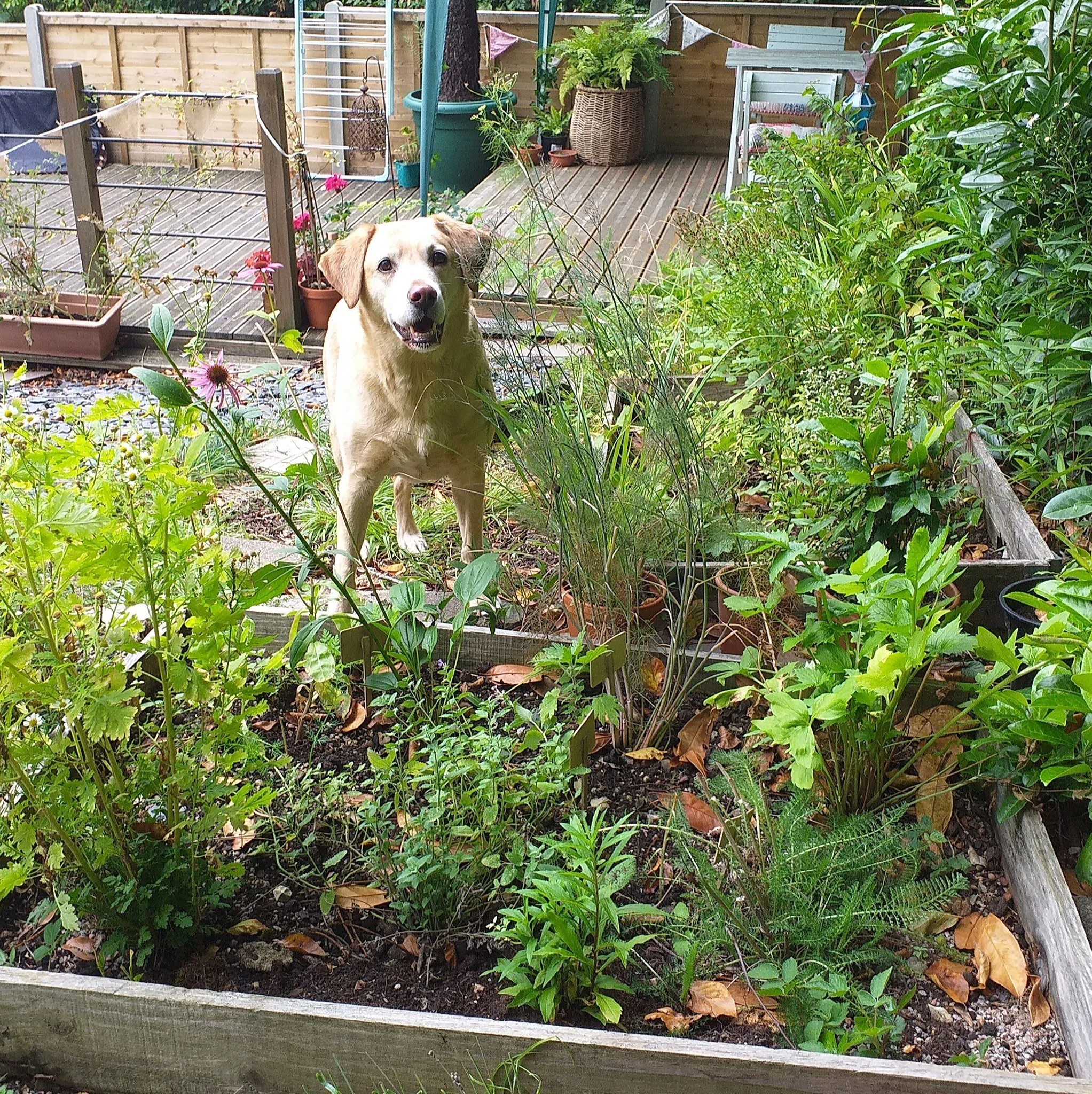 CANINE ENRICHMENT GARDEN CONSULTATION