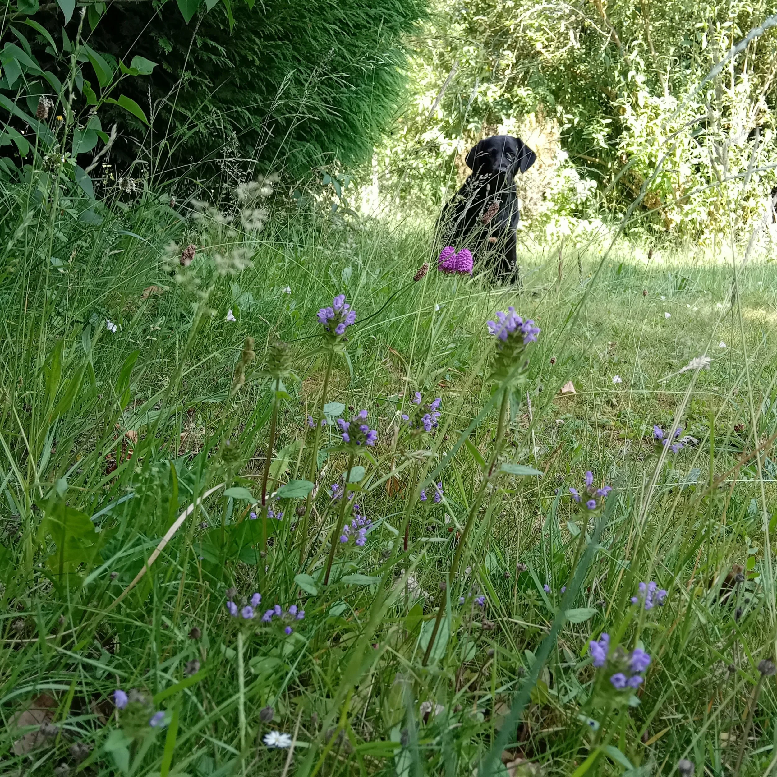 wild flower strip Vi.jpg