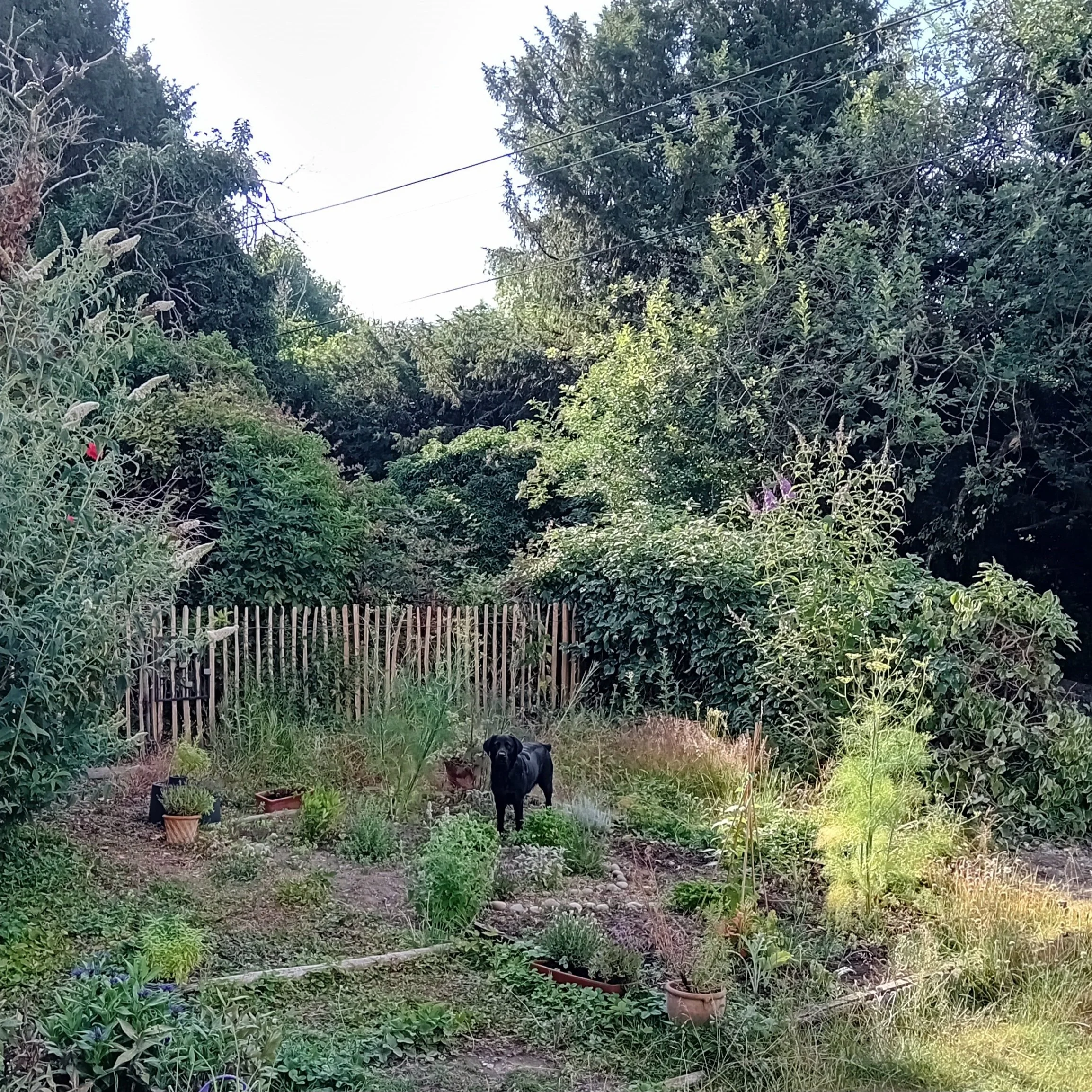 Vi in the herb garden.jpg